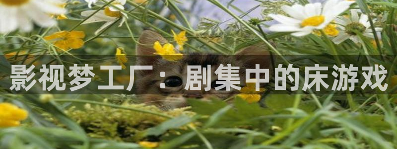 观看樱花的视频