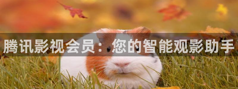 后宫露营樱花动漫在线观看