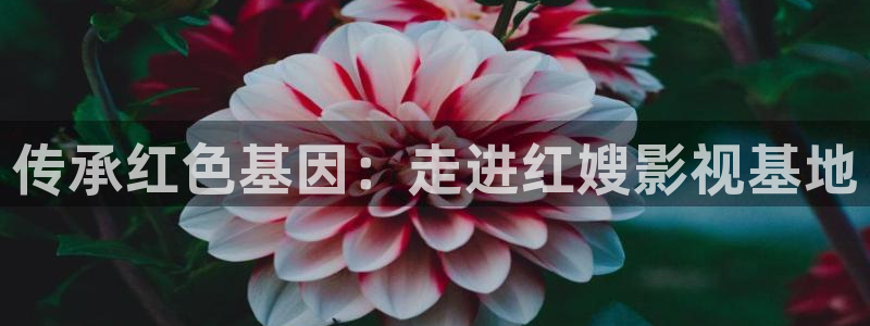 日本樱花免费观看直播
